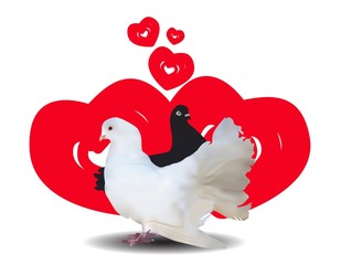 Love and pigeons