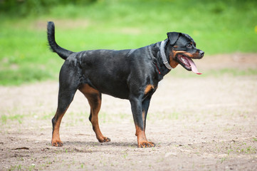 Rottweiler dog