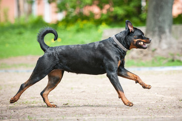 Rottweiler dog playing with a ball in summer