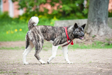 American akita walking in the park