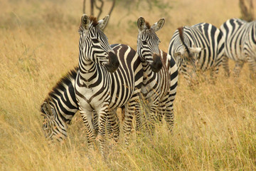Fototapeta na wymiar Common zebras grazing in savannah