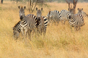 Common zebra in the bush