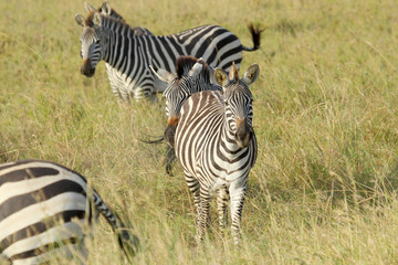 Common zebras in Serengeti