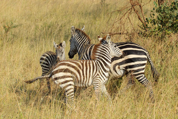 Fototapeta na wymiar Young common zebras playing