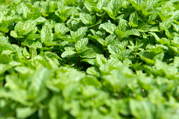 Mint plantation