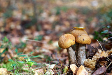 mushrooms in the forest close up