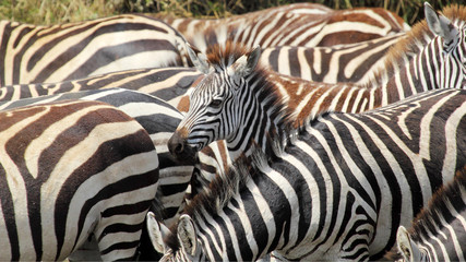 Fototapeta na wymiar Baby common zebras surrounded by the herd
