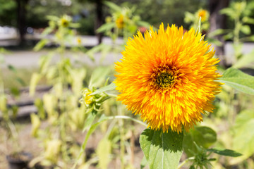 blooming sunflower flower