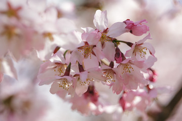 spring sakura blossom close up