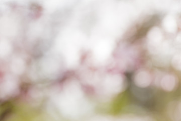 pink out of focus flowers bokeh