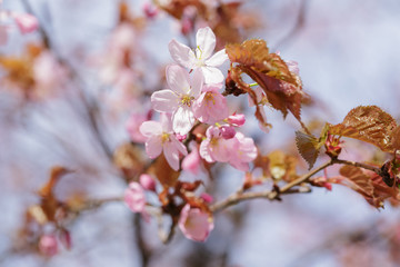 spring sakura blossom close up