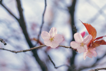 spring sakura blossom close up