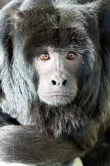 Monkey, close up profile of a howler monkey,