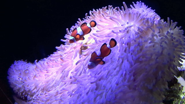Clown fish swimming among beautiful sea anemone.