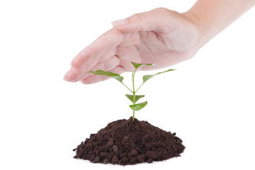 Palm over a small green plant, a white background