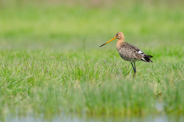 Black-tailed godwit (Limosa limosa) standing in meadow