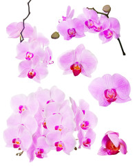Fototapeta na wymiar collection of pink beautiful orchid flowers on white