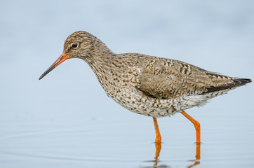 Common redshank (Tringa totanus) wading