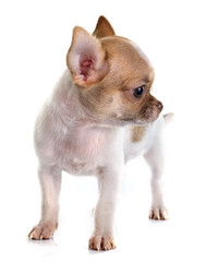 Obraz premium puppy chihuahua