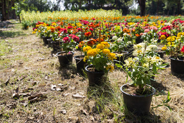 colorful blooming flowers