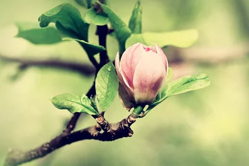 Zelfklevend Fotobehang A burgeon of magnolia in springtime © kosobu