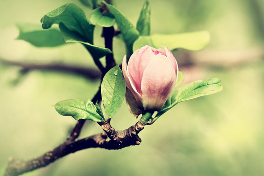 Fototapeta A burgeon of magnolia in springtime