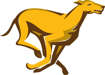 greyhound dog racing running side