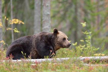 Obraz na płótnie Canvas Brown bear in the forest, North Karelia, Finland