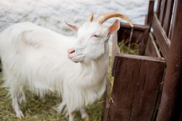 white goat