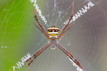 spider