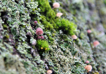 Small mushrooms (Galerina) among moss