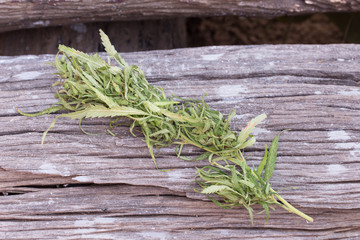 Cannabis on grunge wooden desk
