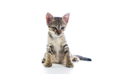 Cute tabby kitten isolated