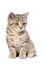 Fototapeta na wymiar Scottish Straight kitten