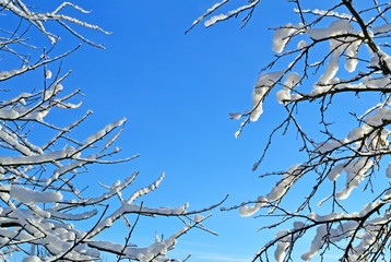 Tree branches covered with snow