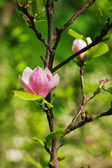 Abloom flower of magnolia