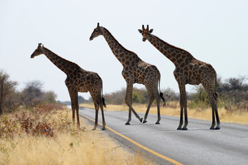 Obraz na płótnie Canvas Giraffes at Etosha National Park, Namibia