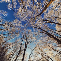 Blauer Himmel durch Bäume