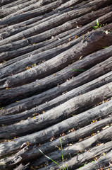 stacked log cut trees - vertical view