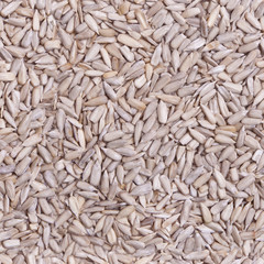 Repeating Sunflower Seeds Wallpaper