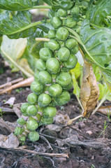 Choux de bruxelles