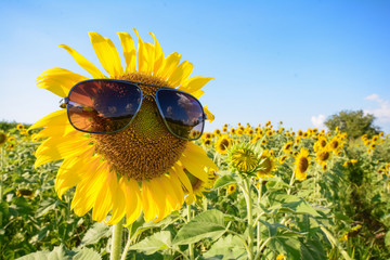 cute sunflower is wearing sunglasses