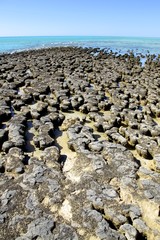 Stromatolites - Shark Bay World Heritage Area