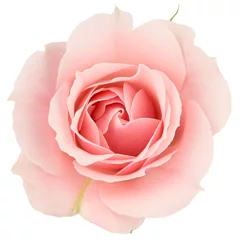 Foto op Plexiglas Rozen Roze roos close-up, geïsoleerd op wit