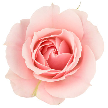 Pink rose close up, isolated on white