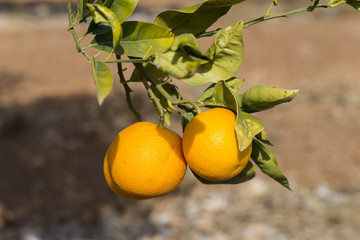 Valencia oranges