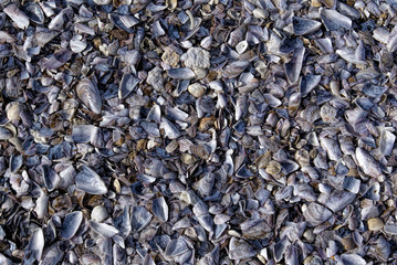 Seashells on a beach