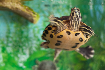 Turle swimming to the top