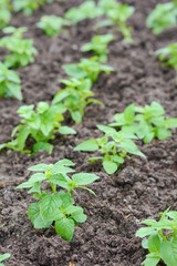 gardener are planting green flower