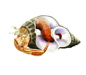 Hermit crab inside shell